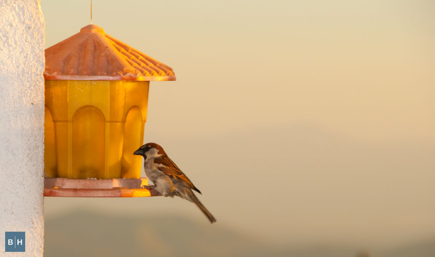 Build a bird feeder with your kids